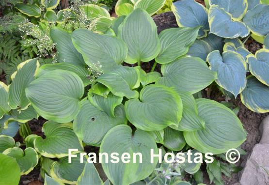 Hosta Paradise Sunshine